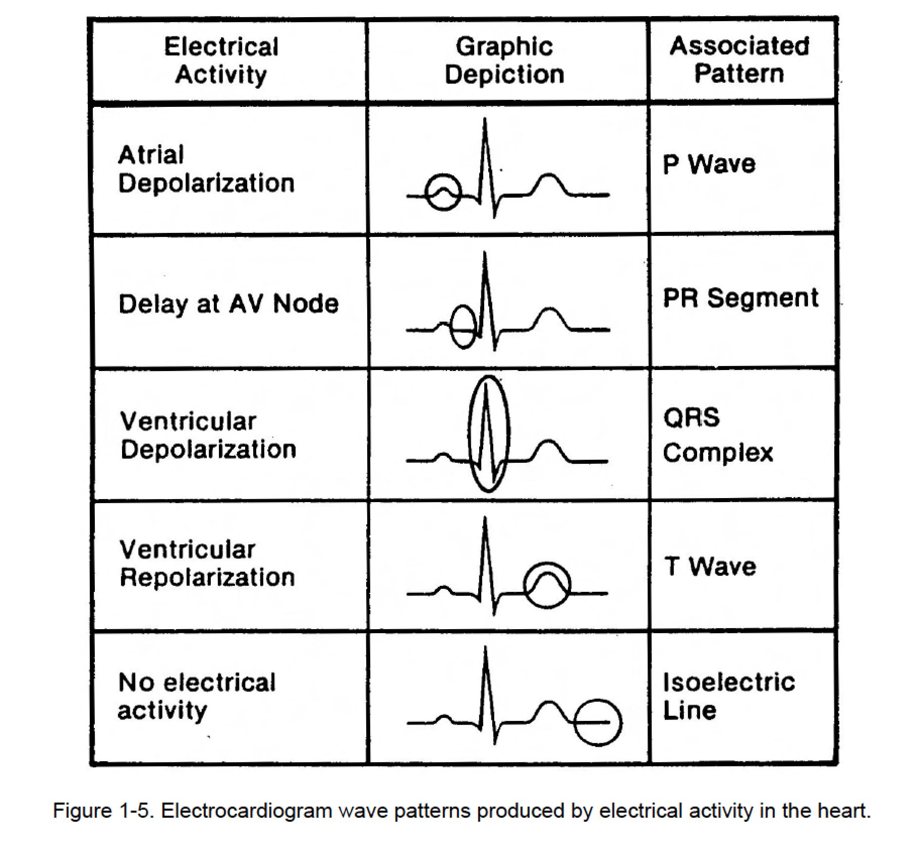 <p><span>Identify the various components of waves of the ECG. Which are associated with atrial depolarization? Ventricular depolarization? Atrial repolarization? Ventricular repolarization?</span></p>