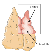 <ul><li><p>Flat</p></li><li><p>Bi-lobed; each lobe is divided into lobules which are organized each into two compartments (cortex and medulla)</p></li><li><p>Filled with thymocytes, epithelial cells, dendritic cells, and macrophages</p></li></ul>