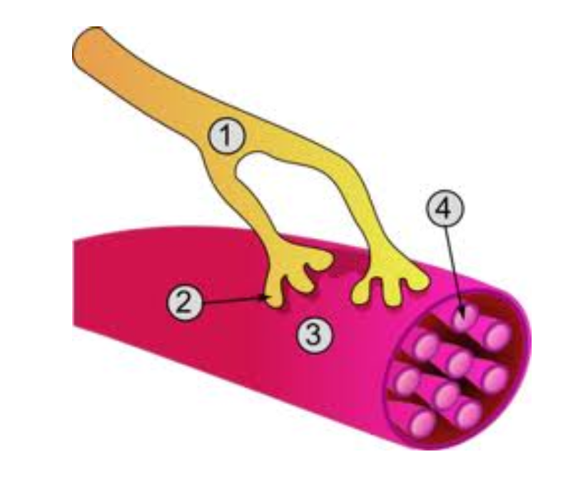 <p>This is a picture of an innervated muscle fiber. Label #2 is pointing to ____ and the point where the neuron meets the muscle fiber is known as the ____.</p><p></p><p>A. Dendrite, triad</p><p>B. Myofibril, synaptic cleft</p><p>C. Cell body, sarcolemma</p><p>D. Axon terminal, neuromuscular junction</p>