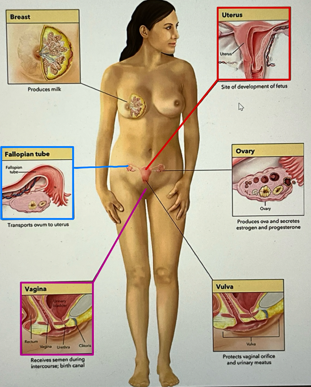 <p>the body system that is responsible for human reproduction</p>