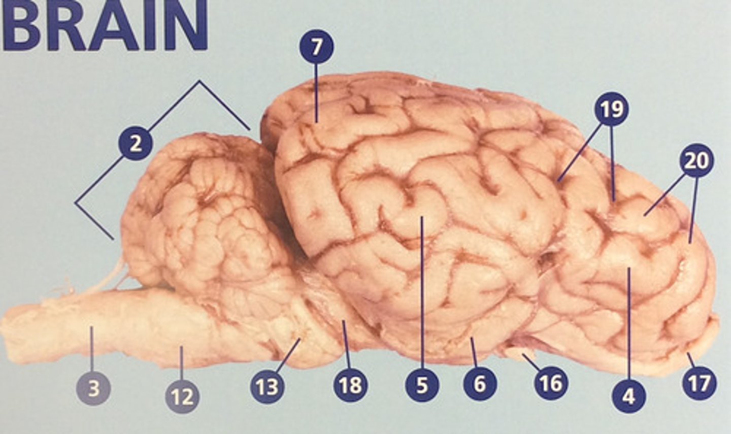 <p>Brain region that connects to the spinal cord; important in autonomic functions (#12)</p>