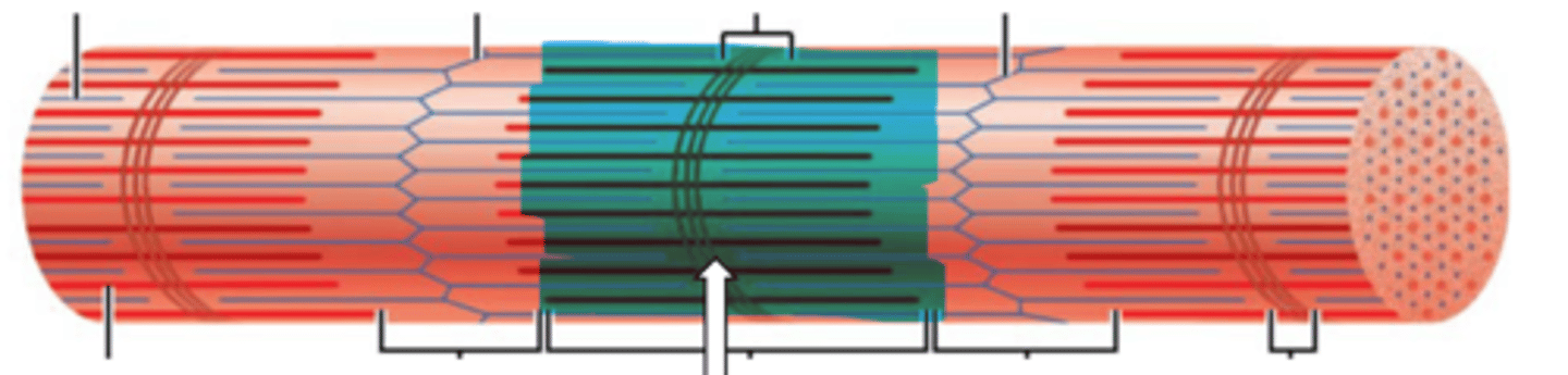 <p>name the structure</p>