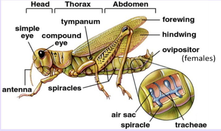 hexapoda (grasshopper) external anatomy