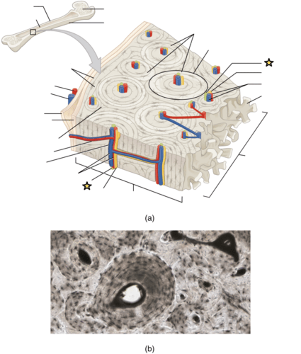 <p>A vascular duct that carries lymph which is eventually added to the venous blood circulation</p>