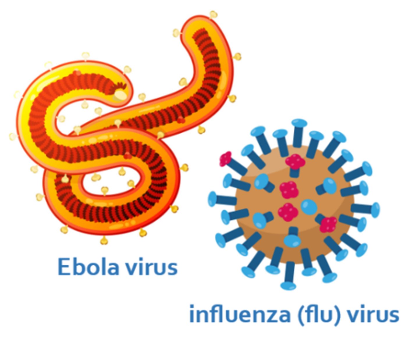 <p>a minute infectious microbe (1,000 times smaller than bacteria) that can only reproduce inside living cells, depending on a host for survival &amp; transmission</p>