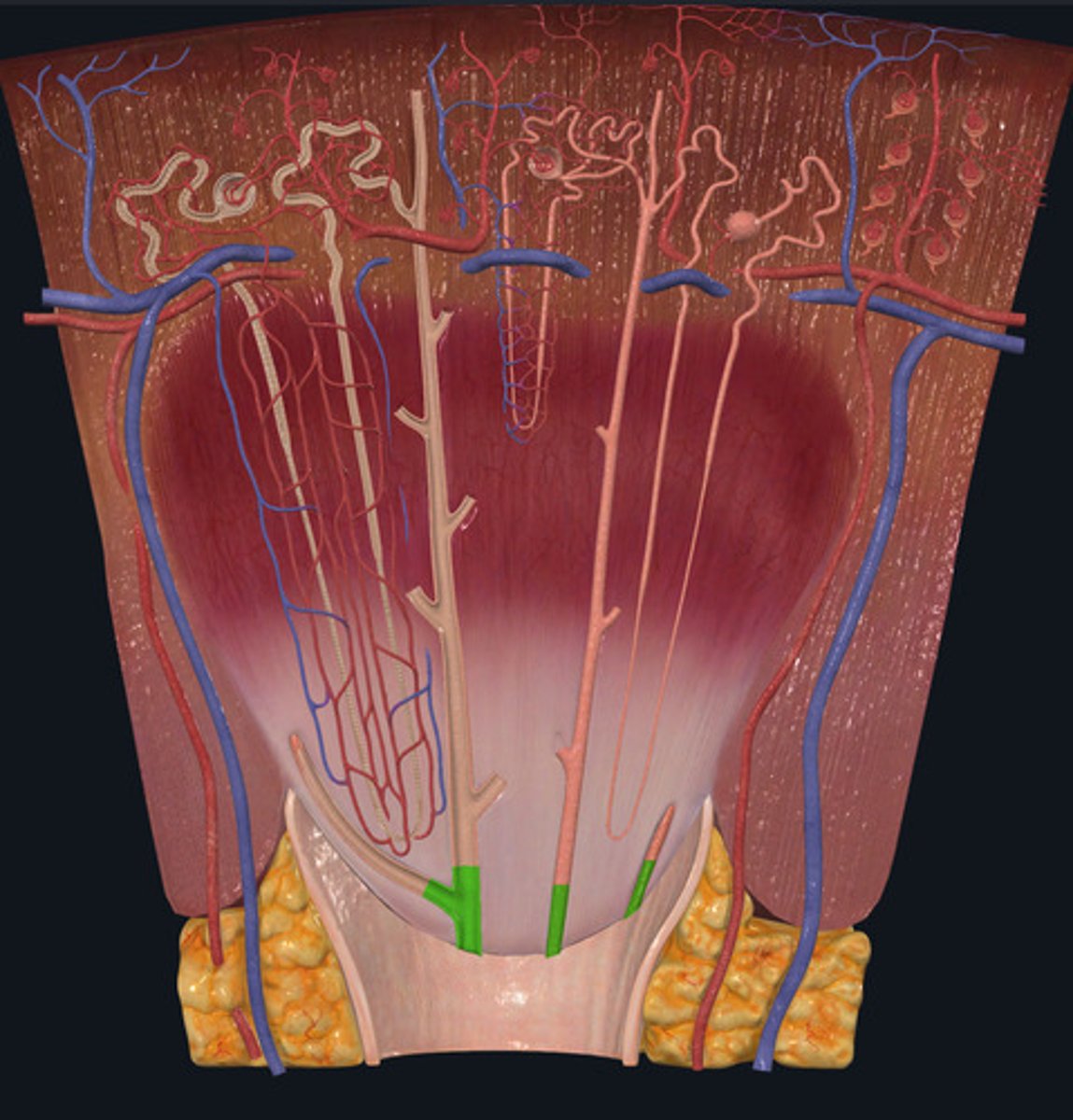 <p>ID Structure Highlighted Green</p>