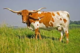 <p>brought by Columbus, many colors and markings, horns 4+ feet, survive on sparse pasture, low birth weights</p>