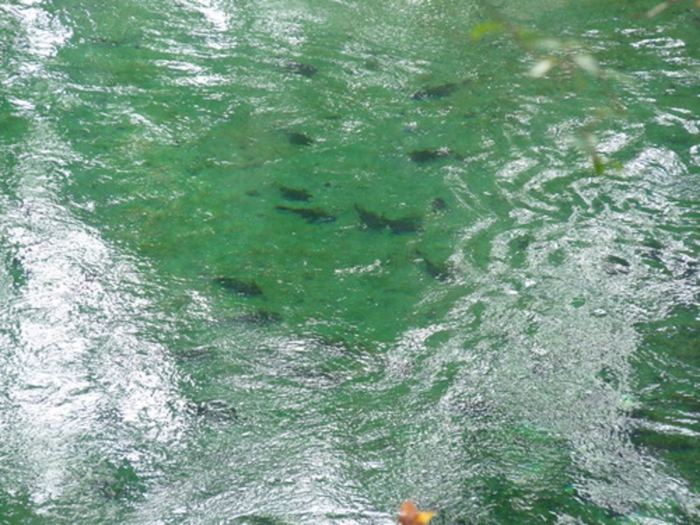 <p>the amount of oxygen in the water</p>