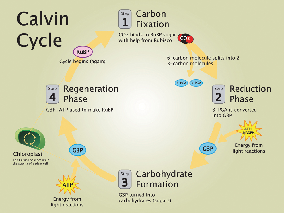 <p>Calvin Cycle</p>