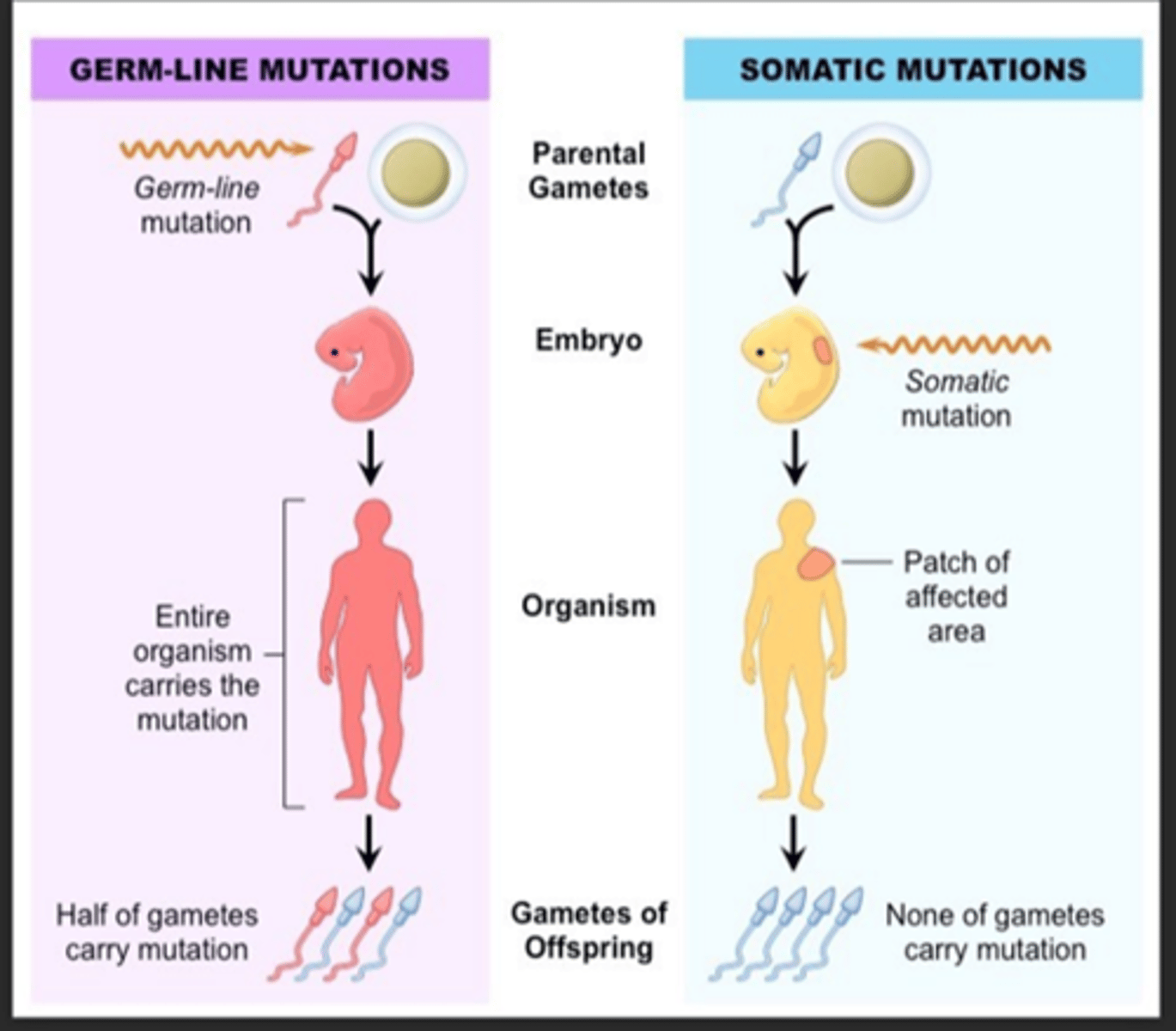 <p>-somatische mutaties (in lichaamscellen) zijn niet erfelijk</p><p>bv kanker: een lichaamscel is dan gemuteerd tot een kankercel</p><p>-germinale mutaties (in kiemcellen en gameten/geslachtscellen) zijn erfelijk</p>