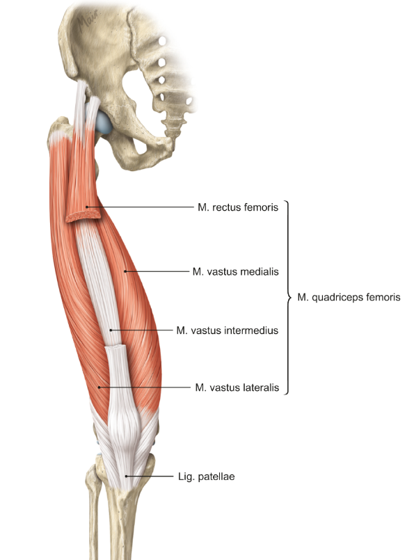 <p>m. vastus medialis (quadriceps)</p><p>loopt van het bekken naar de patella</p><p>functie = extensie in de knie</p>