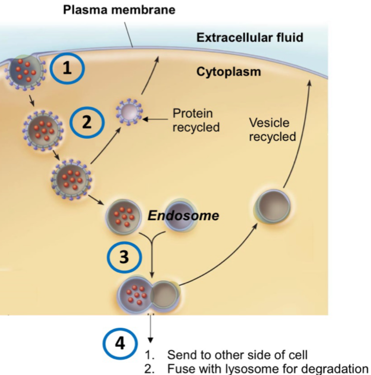 <p>Process of brining bulk fluids and substances into a cell</p><ol><li><p>vesicle from fromphospholipds in plasma membrane and cytoplasmic proteins</p></li><li><p>vesicle transport engulfed substance within cell (protein recycled)</p></li><li><p>vesicle fuses with endosome (sorting vesicle) - vesicle recycled</p></li><li><p>endosome vesicle “sorted” to appropriate destination</p></li></ol><p></p>