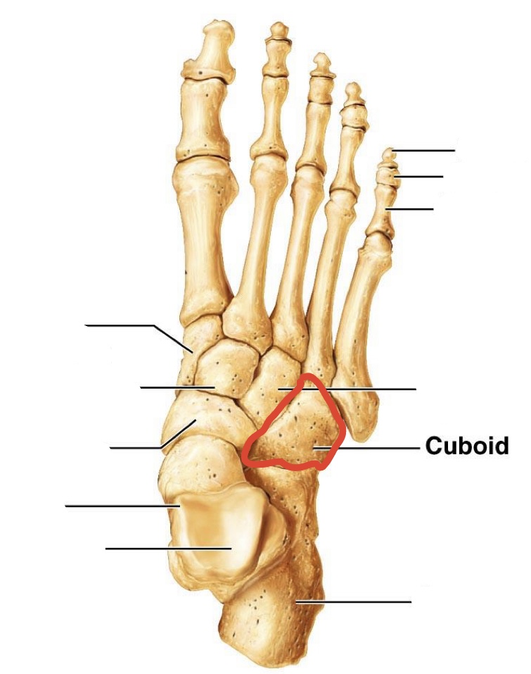 <p><span><span>Cuboid</span></span></p>