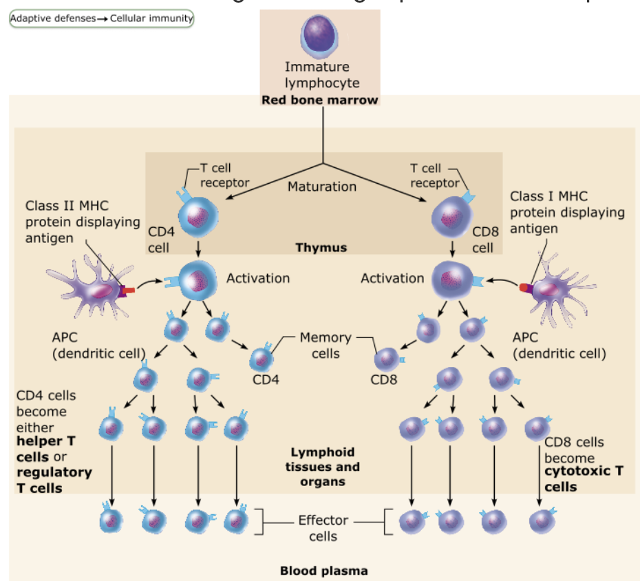 <p></p><ul><li><p><strong>Most exogenous antigen presentation to T cells occurs in </strong><span style="color: purple;"><strong><mark data-color="purple" style="background-color: purple; color: inherit;">lymphoid tissues and organs</mark></strong></span><strong> located throughout the body</strong></p></li><li><p><strong>Dendritic cells are primarily responsible for presenting antigens to T cells in these sites.</strong></p></li></ul><p></p>