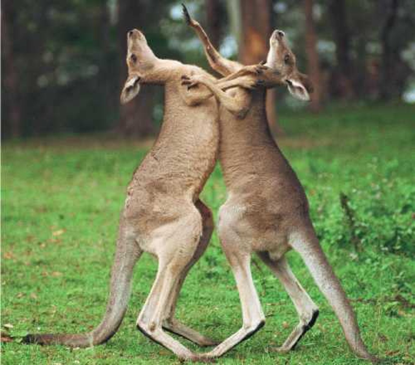 <p>acts like neurotransmitters and stimulates the same reaction</p>