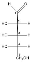 <p>pentose sugar; component of RNA; aldehyde</p>