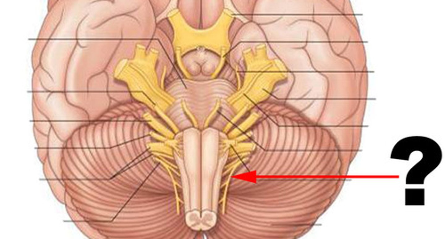 <p>controls swallowing via vagus nerves</p>