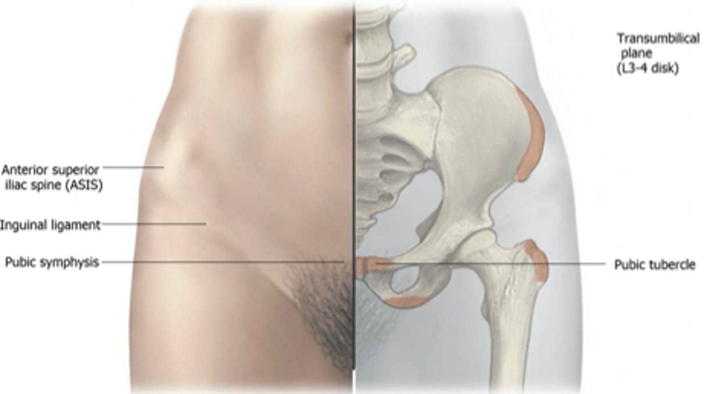 <p>Palm on iliac crest, fingers on trochanter. Confirm by rotating hip interally/externally to feel it moving under hand.</p><p>Bony prominence on shaft of femur.</p><p>Insertion of medius and minimus (hip abduction).</p><p>Muscles that externally rotate the hip attach here: PGOGOQ: piriformis, gemellus superior and inferior, obturator internus and externus, quadratus femoris.</p>