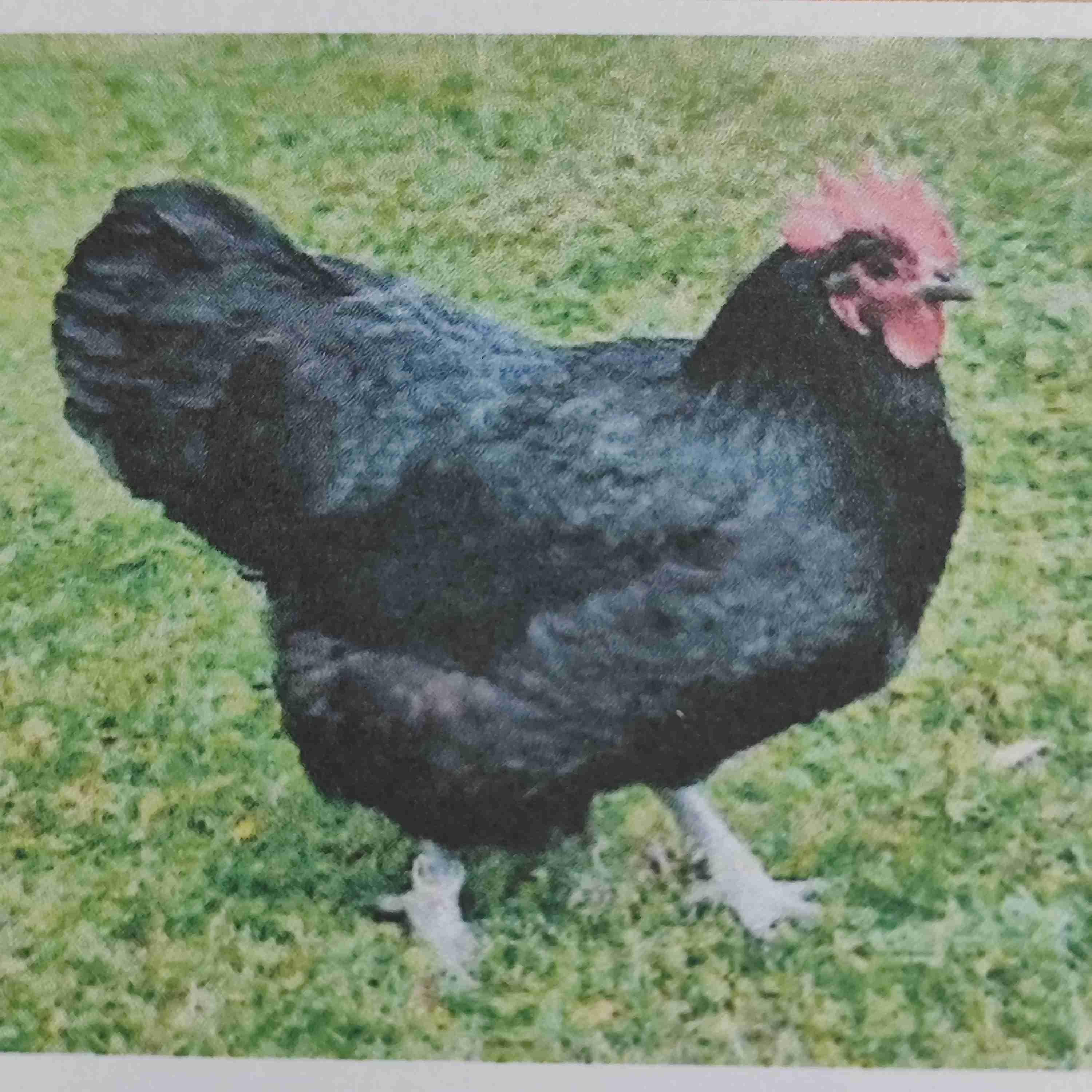 <p>Australorp</p>