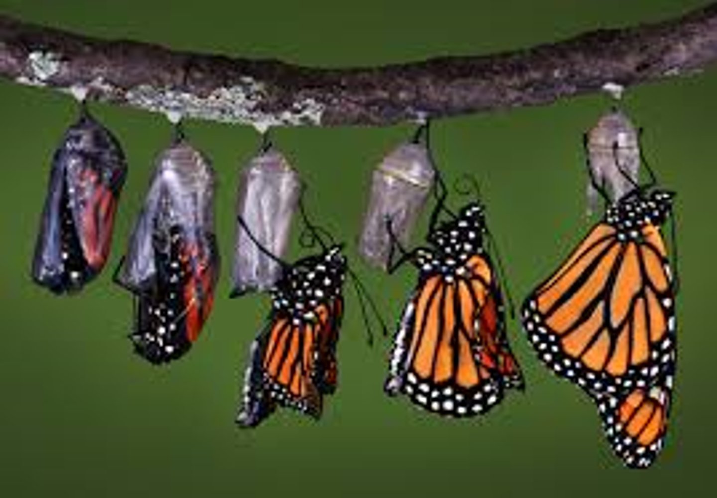 <p>to transform, to change</p>