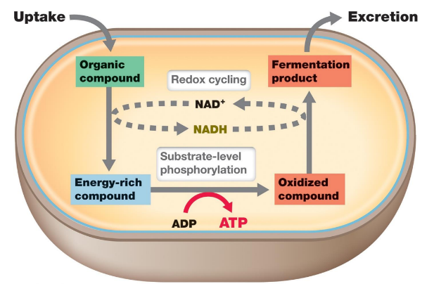 <p>What is the end product from the essential of fermentation?</p>