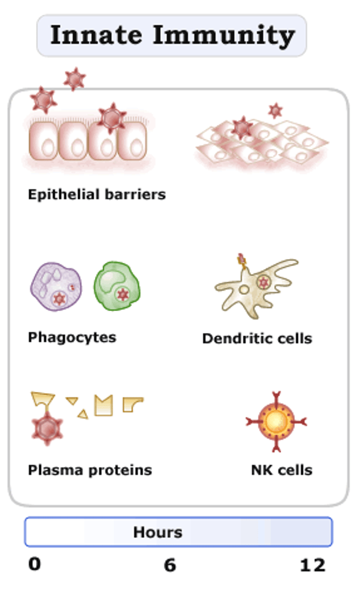 <p>Natural or inborn ability to resist infection; aka non-specific immune response; always present; not changed by repeated exposure; e.g. inflammatory response, species immunity, s</p>