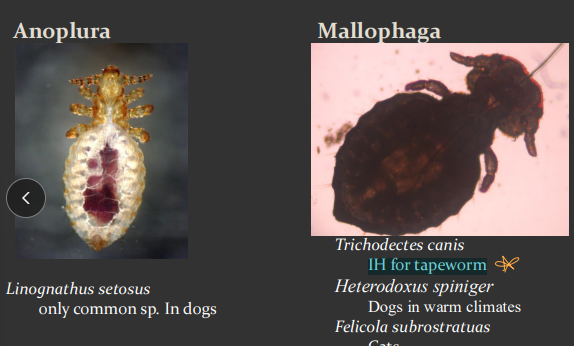 <ul><li><p>21 days life span</p></li><li><p><span style="color: rgb(136, 136, 136);"><strong>Et:</strong></span><strong> <u>Neglect dx</u></strong><u>,</u> <strong>host specific</strong>, direct contact, winter, obligate parasite</p><ul><li><p><strong>Anoplura (sucking): </strong>slow, <u>easy to find</u>, <u>cause anemia</u>, irritability</p></li><li><p><strong>Mallophaga (chewing): </strong>fast, <u>hard to fin</u>d, feed on debris &amp; hair, very irritating</p></li></ul></li><li><p><span style="color: rgb(136, 136, 136);"><strong>Id: </strong></span><strong>sm, dorsoventrally flat, wingless; <u>1-2 claws on legs</u>; reduced eyes</strong></p></li><li><p><span style="color: rgb(136, 136, 136);"><strong>Cs:</strong> </span><strong><u>Mousy odor, Intense pruritus</u></strong>, excoriations, flea bite/miliary dermatitis</p><ul><li><p><strong><u>Under hair mats, ears, body openings</u></strong></p></li></ul></li></ul><ul><li><p><span style="color: rgb(136, 136, 136);"><strong>Dt:</strong></span> <strong><u>microscopic ID;</u></strong> tape, scrapings, combing, biopsy, nits on hair shaft</p></li></ul><ul><li><p><span style="color: rgb(136, 136, 136);"><strong>Tx:</strong></span><strong> <u>treat all</u></strong>, groom, clean, pyrethrin/carbamate shampoos, 2% lime sulfur dips, ivermectin, Fipronil, imidacloprid</p><ul><li><p><strong><u>susceptible to almost all parasiticidal agents</u></strong></p><ul><li><p>Repeat tx in 10-14d: <strong><u>life cycle is 12-21d</u></strong></p></li></ul></li></ul></li></ul><p></p>