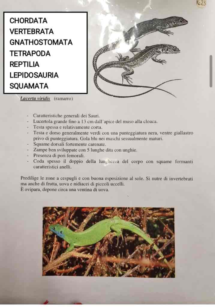 <p>Cordati</p><p>Vertebrati</p><p>Gnatostomi</p><p>Tetrapodi</p><p>Rettili</p><p>Lepidosauri</p><p>Squamata</p><p>Lacerata viridis (ramarro)</p>
