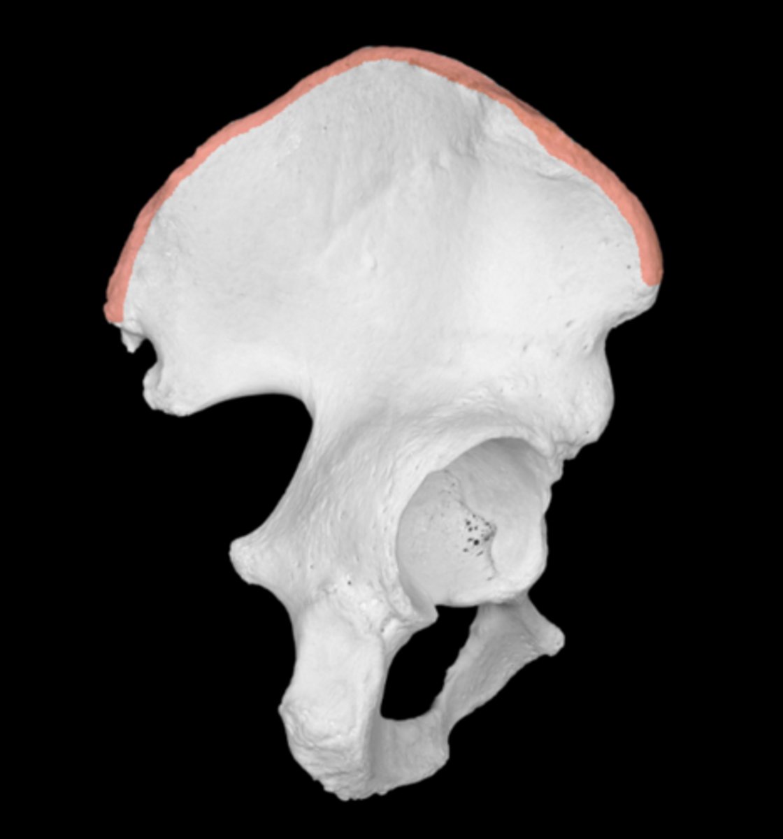 <p>Ridge along inner side of iliac crest</p>