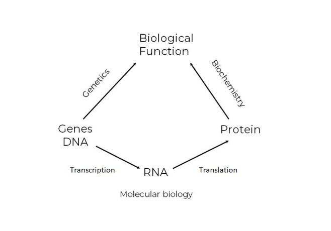 <p>What is the Biological Function</p>