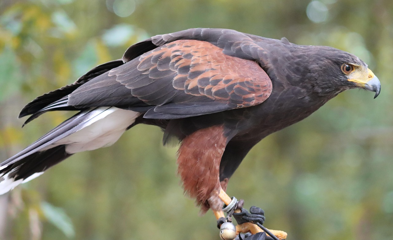 <p>Harri’s Hawk</p>