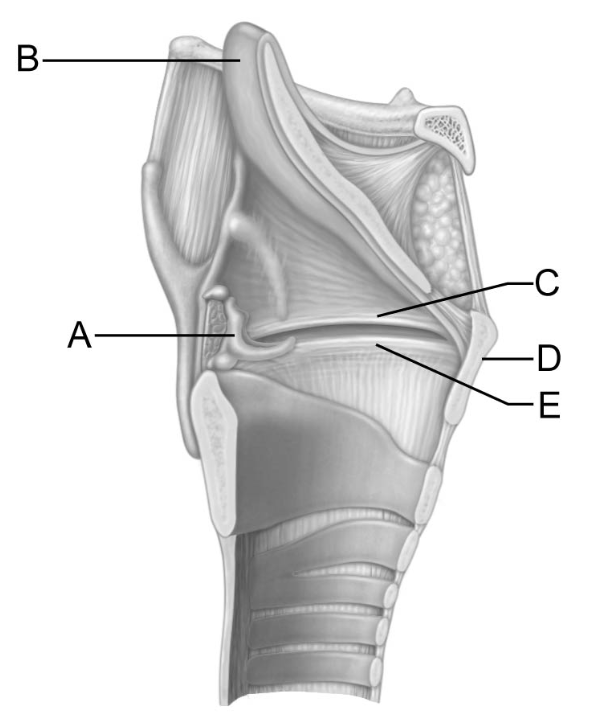 <p>This structure is the vocal fold, or true vocal cord.</p>
