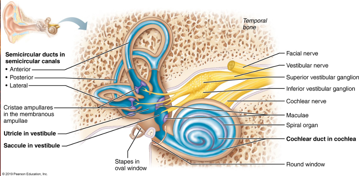 <p>- Housed within temporal bone</p><p>- Between bone and membrane is a fluid called <strong>perilymph</strong></p><p>- <strong>Endolymph </strong>fills the chamber with the membranous labyrinth</p>