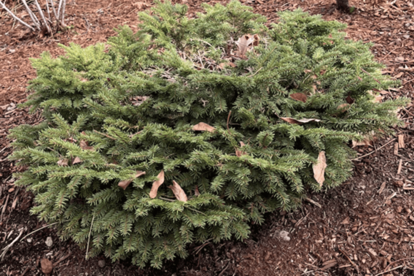 <p>flat topped birds nest horizontal HOG, half-sized needles, no cones</p>