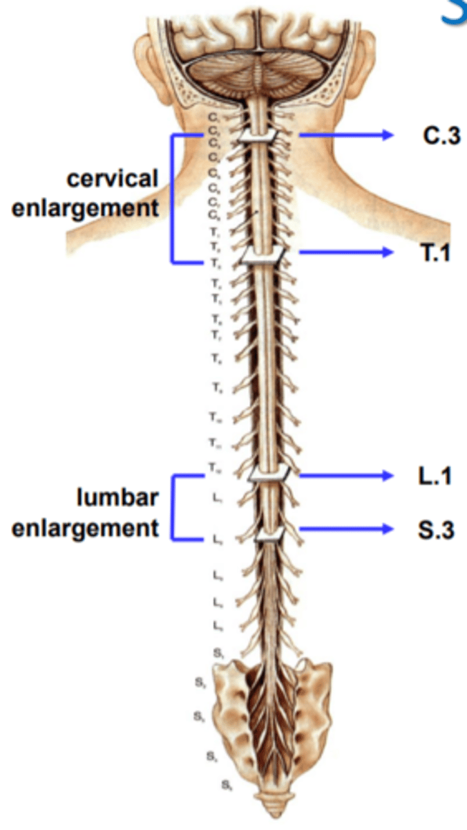 <p>in lumbar region</p>