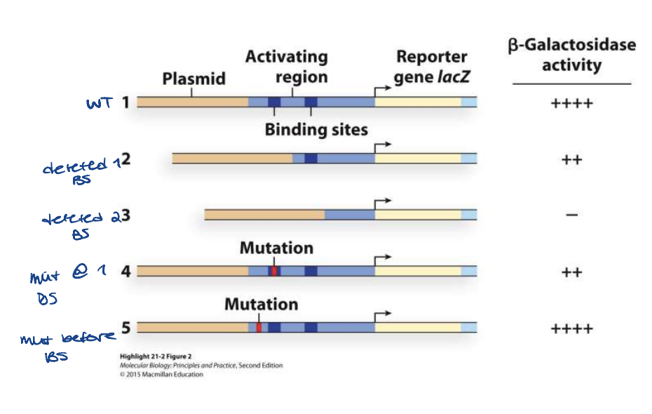 <ul><li><p>still have transcription, just less</p></li><li><p>no transcription</p></li><li><p>still have transcription, just less</p></li><li><p>normal transcription (no effect)</p></li></ul>