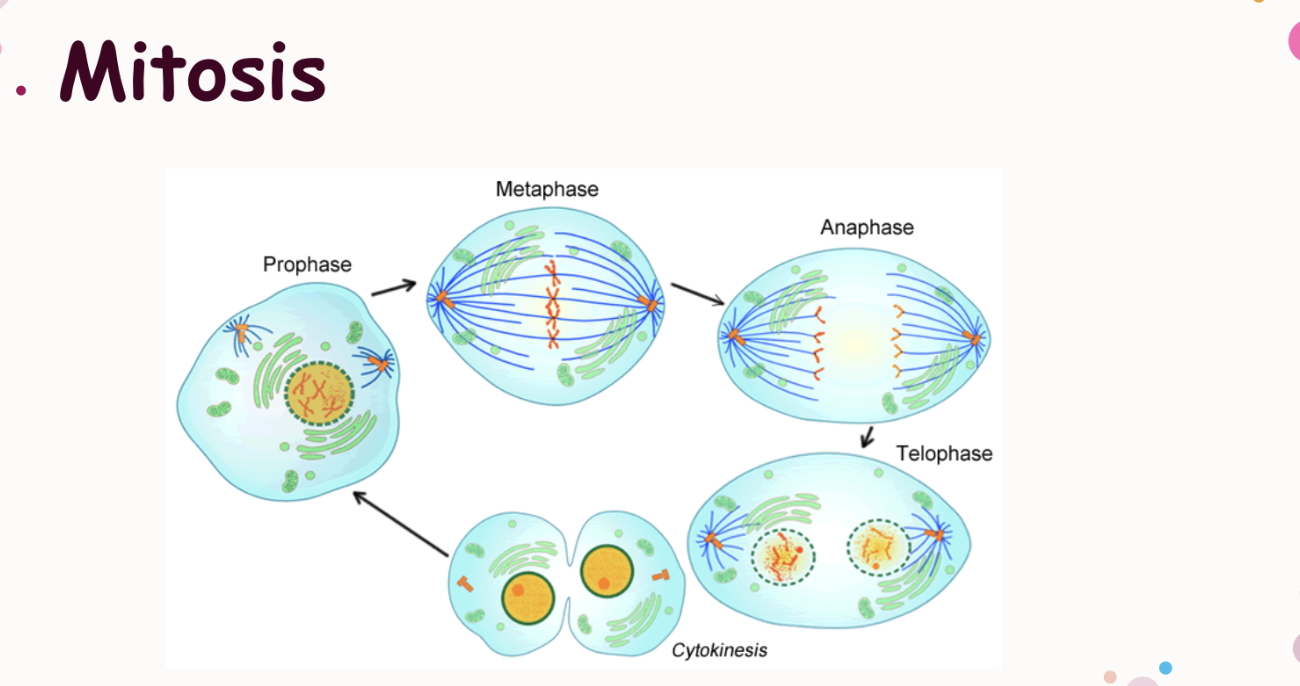 <p>prophase —&gt; metaphase —&gt; anaphase —&gt; Telophase —. Cytokinesis</p>