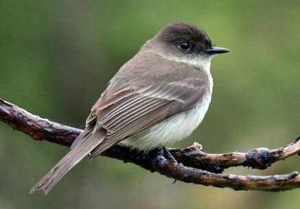 <p>eastern phoebe; family tyrannidae</p>
