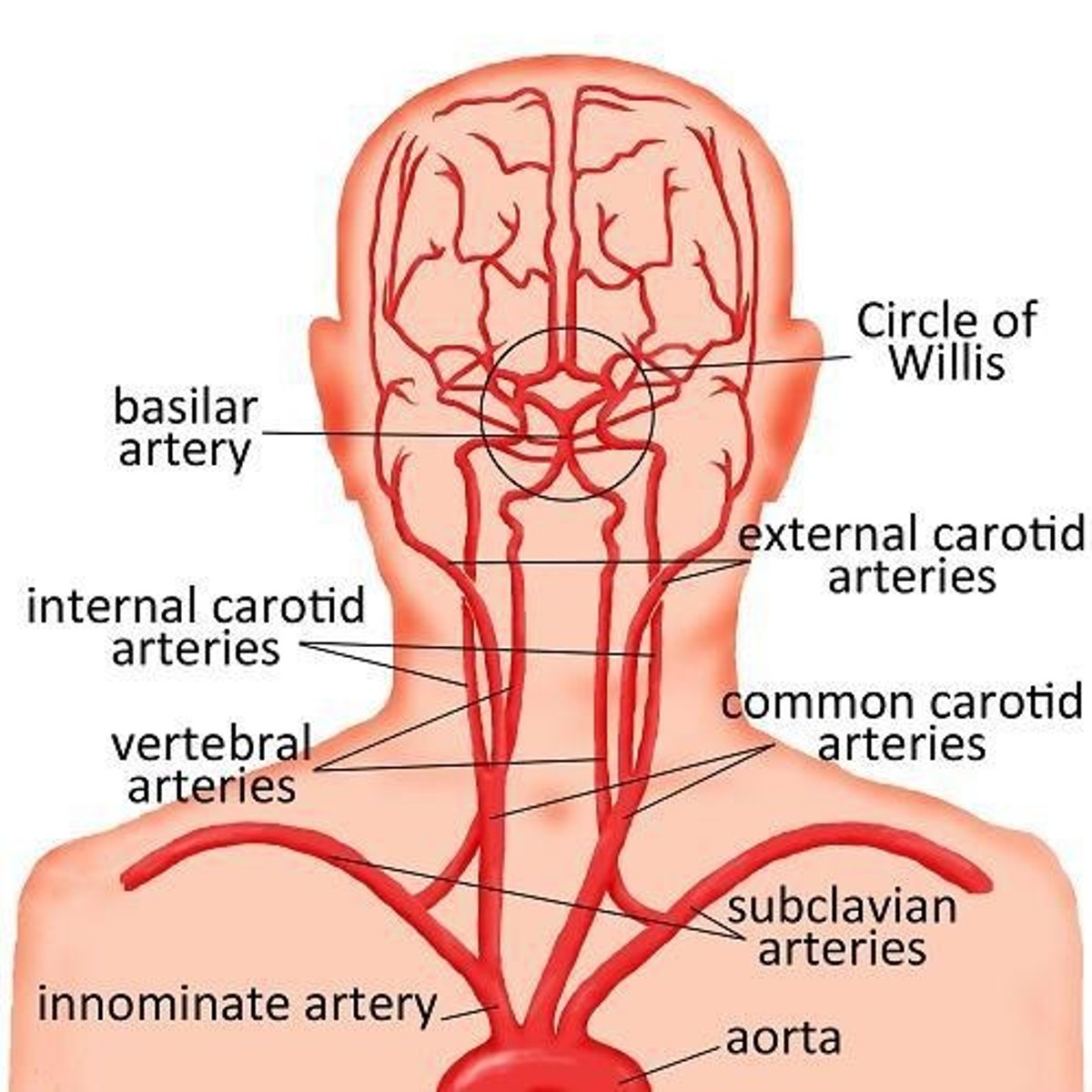 <p>A ring-shaped network of arteries at the base of the brain where the internal carotid and vertebral arterial systems meet.</p>
