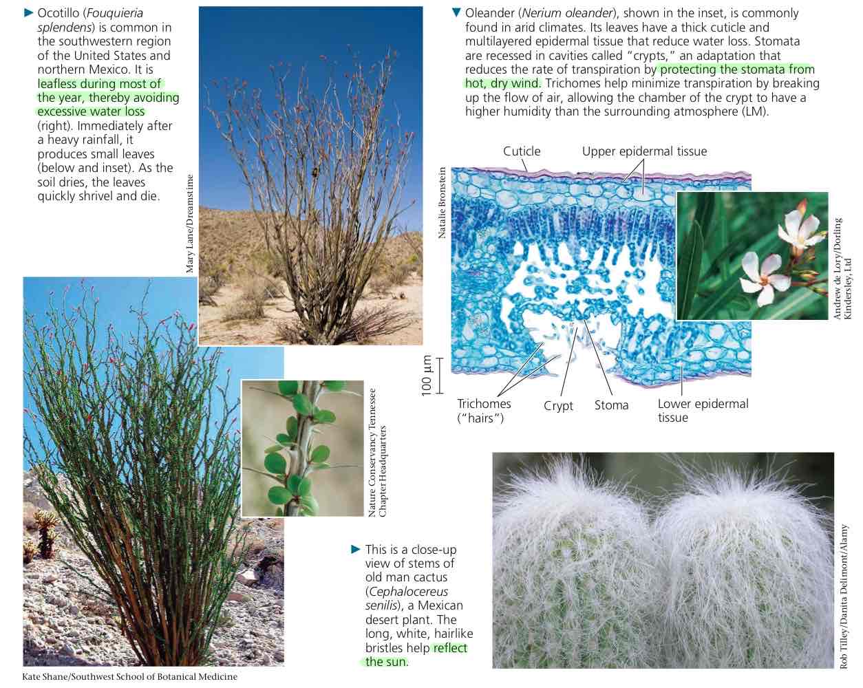 <ul><li><p>Minimize the leaves. If you minimize the leaves, water loss does not occur via stomata. This can happen when photosynthates are stashed first.</p></li><li><p>Recess the stoma. Making sure that the stoma doesn’t feel the dry air ensures that the stomata won’t undergo transpiration.</p></li><li><p>Reflecting the sunlight. Instead of absorbing sunlight, just reflect it. You then don’t dry the plant as much.</p></li></ul>