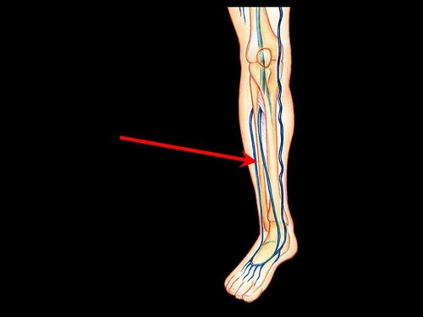 <p>Area drained: Lateral compartment of the leg and the flexor hallucis longus muscle</p><p>Drains into: Posterior tibial vein</p><p>Relationship: Stays on the posterior aspect of the leg</p>