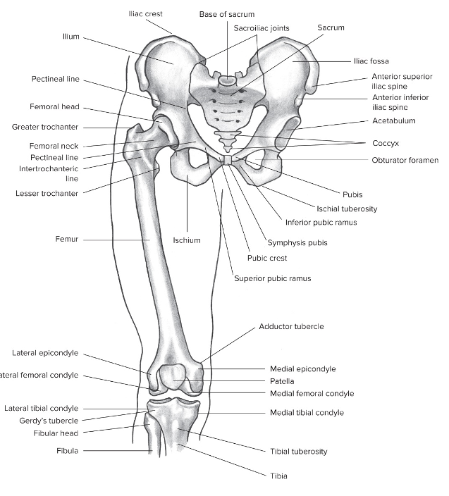 Overview of the hip joint 