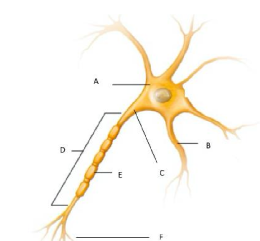 <p>Identify the structures of the neuron</p>