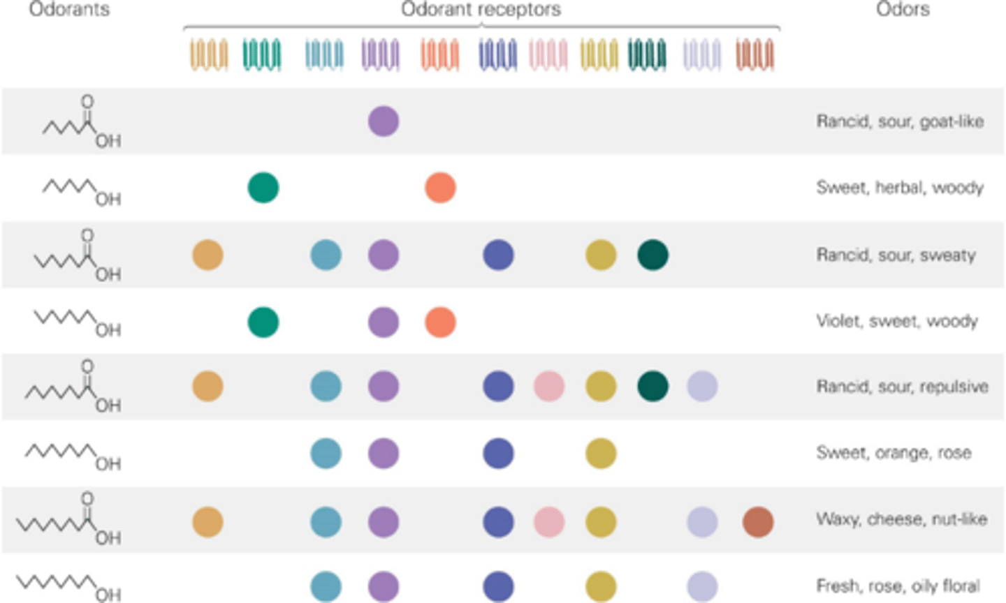 <p>One odorant receptor can recognise _________ ___________</p>