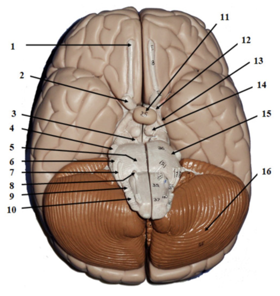 <p>identify the cranial nerve on the left side and the brain structure on the right</p>