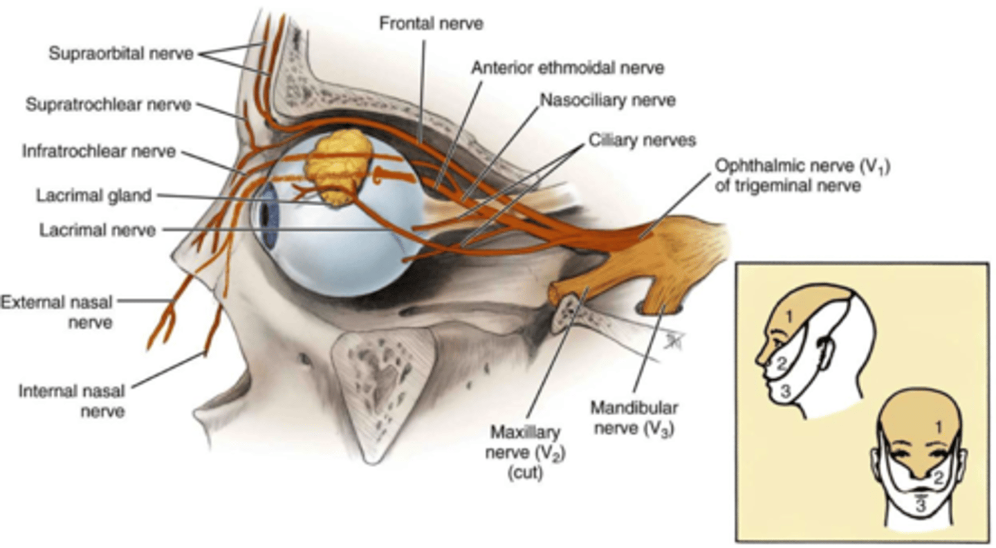 <p>Opthalmic Nerve along roof of orbit, has supraorbital and supratrochlear nerves</p>