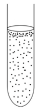 <p>Grows throughout the medium, but greatest growth at the surface</p><ul><li><p>grows a little more with air </p></li></ul><p></p>
