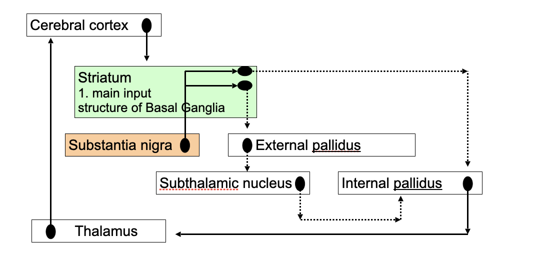 <ul><li><p>Dopamine goes from the striatum to the internal globus pallidus and the external globus pallidus.&nbsp;</p><ul><li><p>The external globus pallidus sends inhibitory input to the internal globus pallidus.</p></li></ul></li><li><p>The primary basal ganglia output comes from the internal globus pallidus, leading to the Thalamus, which then completed the feedback loop back to the motor cortex. &nbsp;</p></li></ul>