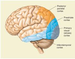 <p><strong>Overview:</strong><span>posterior pole of the occipital cortex, specialized for processing information about static and moving objects. is excellent in pattern recognition.involved in basic sensation of sight, lighting, shapes, pattern</span></p>