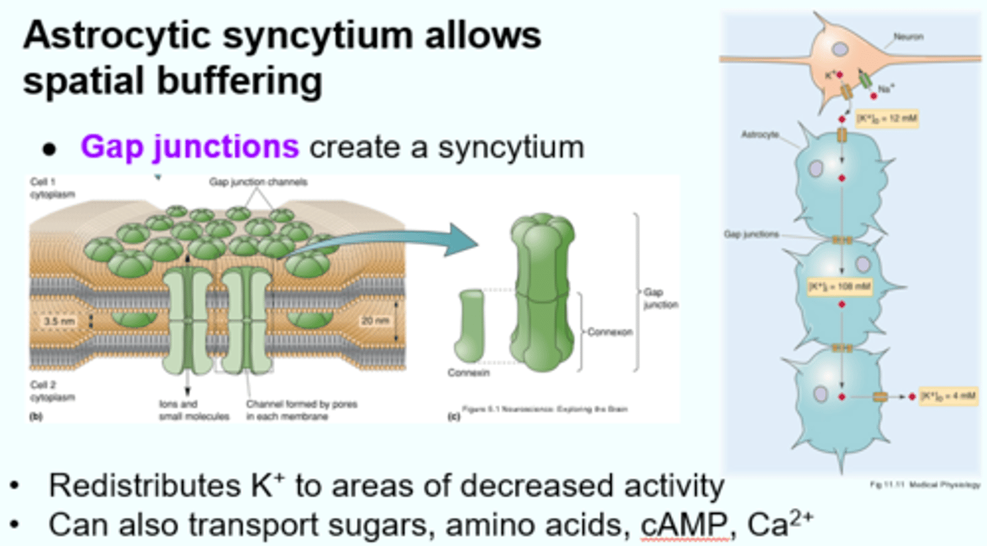 <p>B) The astrocytic syncytium is a network of astrocytes that are connected by specialized protein channels called gap junctions.</p>